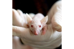 Image A scientist holds a lab rat.